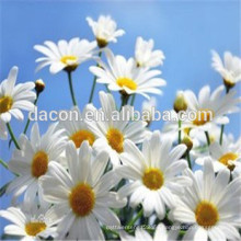 Chamomile extract powder Apigenin:1.2% 90% 98% etc